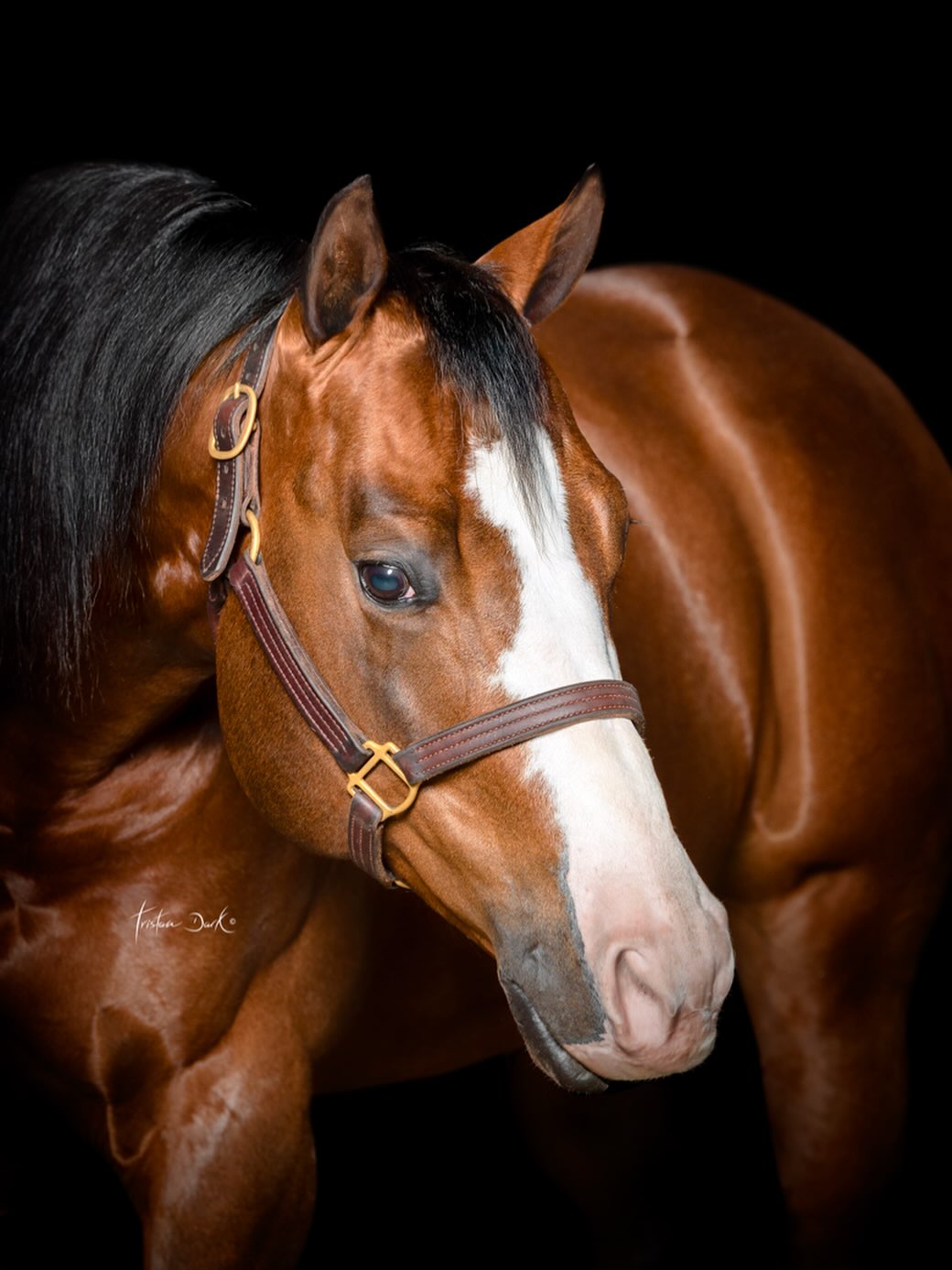 PL YANKEE LITTLE WHIZ